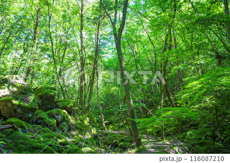 【苔の名所】山犬嶽【上勝町】 116087210