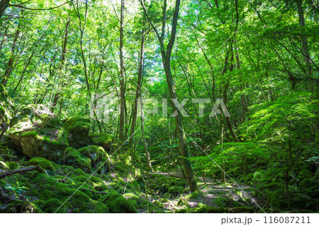 【苔の名所】山犬嶽【上勝町】 116087211