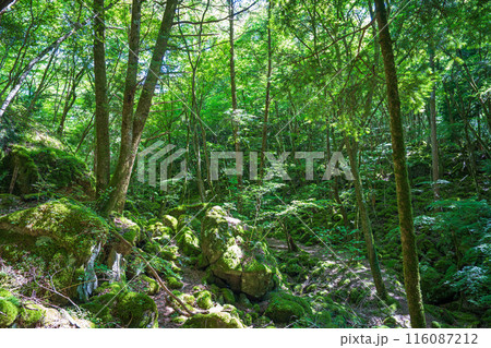 【苔の名所】山犬嶽【上勝町】 116087212