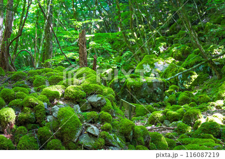 【苔の名所】山犬嶽【上勝町】 116087219