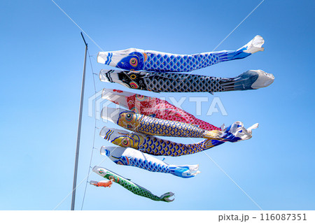 青空を泳ぐ鯉のぼり 青空を泳ぐ鯉のぼり 116087351