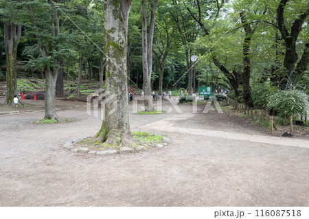 人気のない井の頭公園の風景 人気のない井の頭公園の風景 116087518