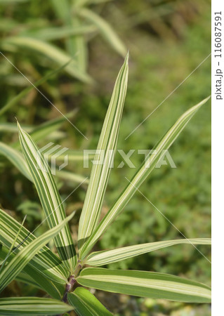 Dwarf white-striped Bamboo Dwarf white-striped Bamboo 116087591