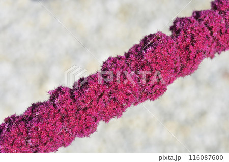 Amaranth Velvet Curtains 116087600