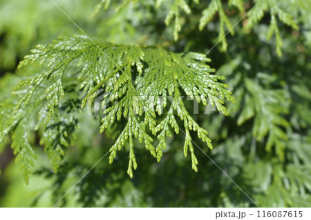 Western Red Cedar Western Red Cedar 116087615