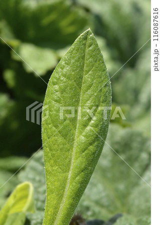 Mountain cornflower 116087616