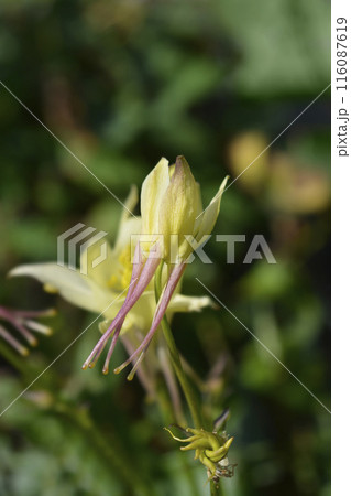 Columbine Earlybird Yellow Columbine Earlybird Yellow 116087619