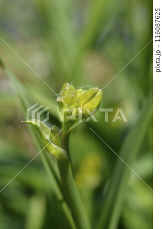 Daylily Tiger Blood Daylily Tiger Blood 116087625