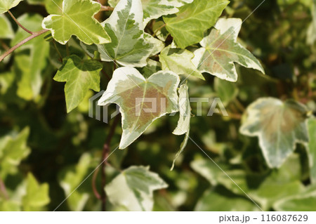 English Ivy Eva 116087629