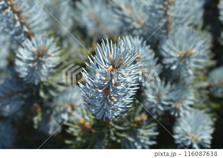 Dwarf Colorado blue spruce Dwarf Colorado blue spruce 116087638
