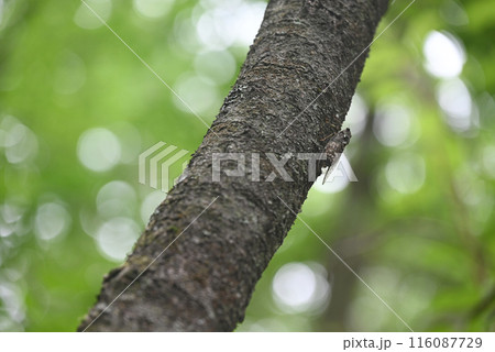 木にとまっているハルゼミ 木にとまっているハルゼミ 116087729