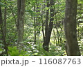 野生動物が出そうな雑木林 116087763