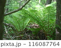 シダの生える薄暗い森 116087764
