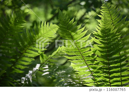 シダ植物が影を作る森 116087765