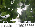 木漏れ日の淡い光が透ける新緑の樹 116087766