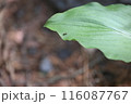 働きアリと大きな葉 116087767
