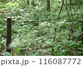 自然の飲み込まれそうな錆びた柵 116087772