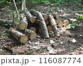 薪にするための丸太 116087774