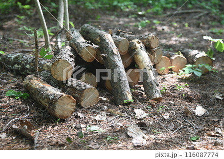 薪にするための丸太 116087774
