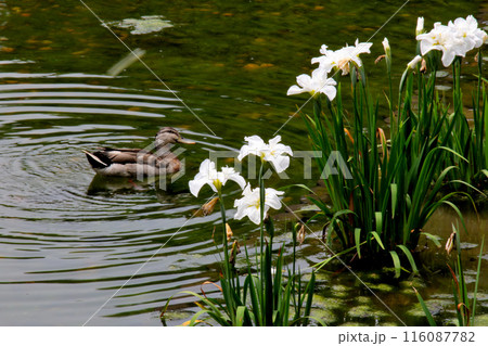 城北公園　菖蒲園　菖蒲と鴨 116087782