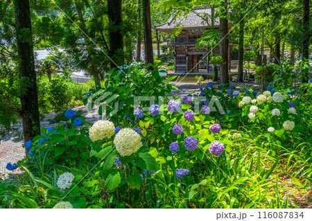 あじさいのお寺　山梨県韮崎市　大公寺 116087834