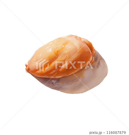 白背景に生の鶏胸肉の水彩イラスト 116087879