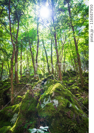 【苔の名所】山犬嶽【上勝町】 116087950