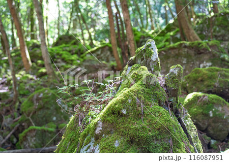 【苔の名所】山犬嶽【上勝町】 【苔の名所】山犬嶽【上勝町】 116087951