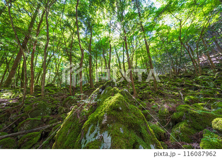 【苔の名所】山犬嶽【上勝町】 116087962