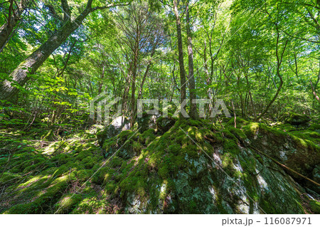 【苔の名所】山犬嶽【上勝町】 116087971