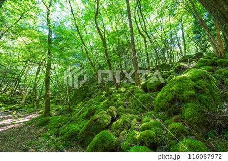 【苔の名所】山犬嶽【上勝町】 116087972