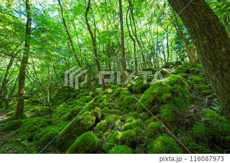 【苔の名所】山犬嶽【上勝町】 116087973