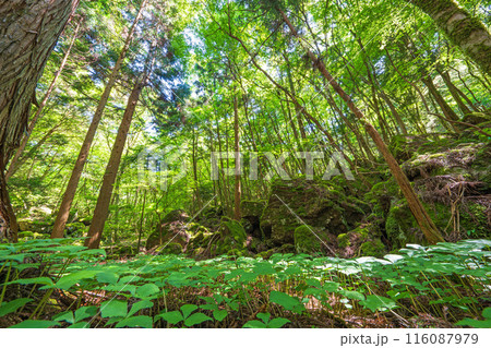 【苔の名所】山犬嶽【上勝町】 116087979