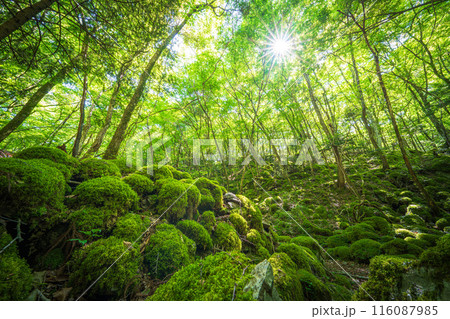 【苔の名所】山犬嶽【上勝町】 116087985