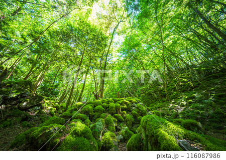 【苔の名所】山犬嶽【上勝町】 116087986