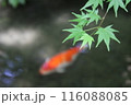 瑠璃光院 116088085