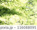 瑠璃光院 116088095