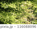 瑠璃光院 116088096