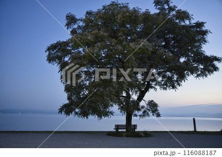 夜明けの琵琶湖畔とあのベンチ 横構図8 夜明けの琵琶湖畔とあのベンチ 横構図8 116088187