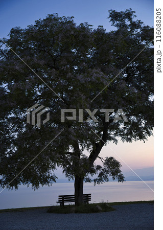 夜明けの琵琶湖畔とあのベンチ 縦構図1 夜明けの琵琶湖畔とあのベンチ 縦構図1 116088205