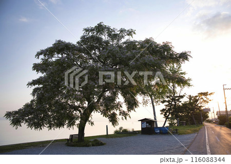 あのベンチと朝焼けの琵琶湖畔　横構図10 116088344