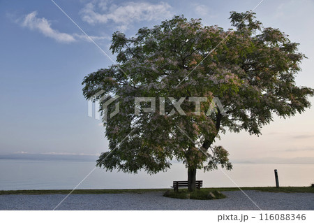 あのベンチと朝焼けの琵琶湖畔　横構図12 116088346