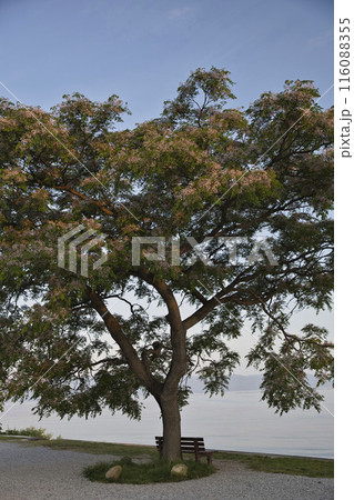 あのベンチと朝焼けの琵琶湖畔　縦構図5 116088355