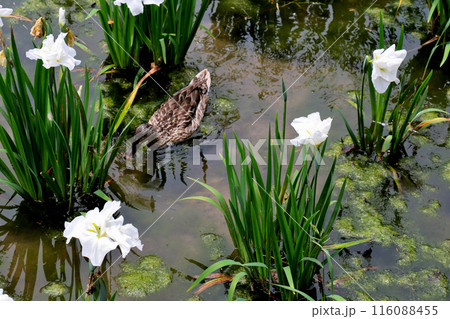 城北公園 菖蒲園 菖蒲と鴨 城北公園 菖蒲園 菖蒲と鴨 116088455