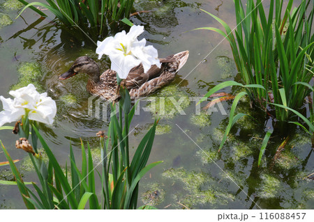 城北公園　菖蒲園　菖蒲と鴨 116088457