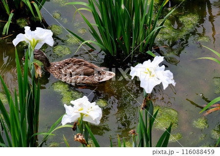 城北公園　菖蒲園　菖蒲と鴨 116088459