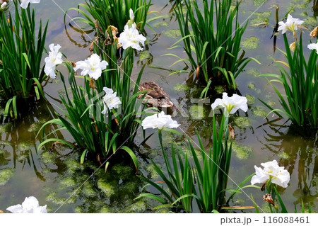 城北公園　菖蒲園　菖蒲と鴨 116088461