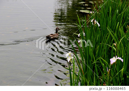 城北公園 菖蒲園 菖蒲と鴨 城北公園 菖蒲園 菖蒲と鴨 116088465