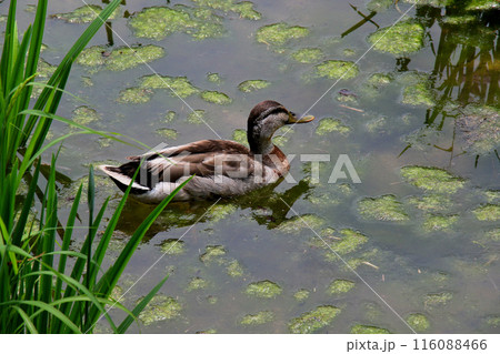 城北公園 菖蒲園 菖蒲と鴨 城北公園 菖蒲園 菖蒲と鴨 116088466