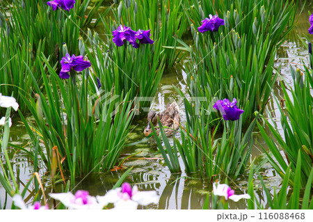 城北公園　菖蒲園　菖蒲と鴨 116088468
